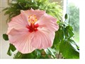 farmor 40 hibiskus 001.JPG