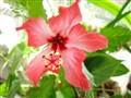 hibiskus 35 farmor 012.JPG